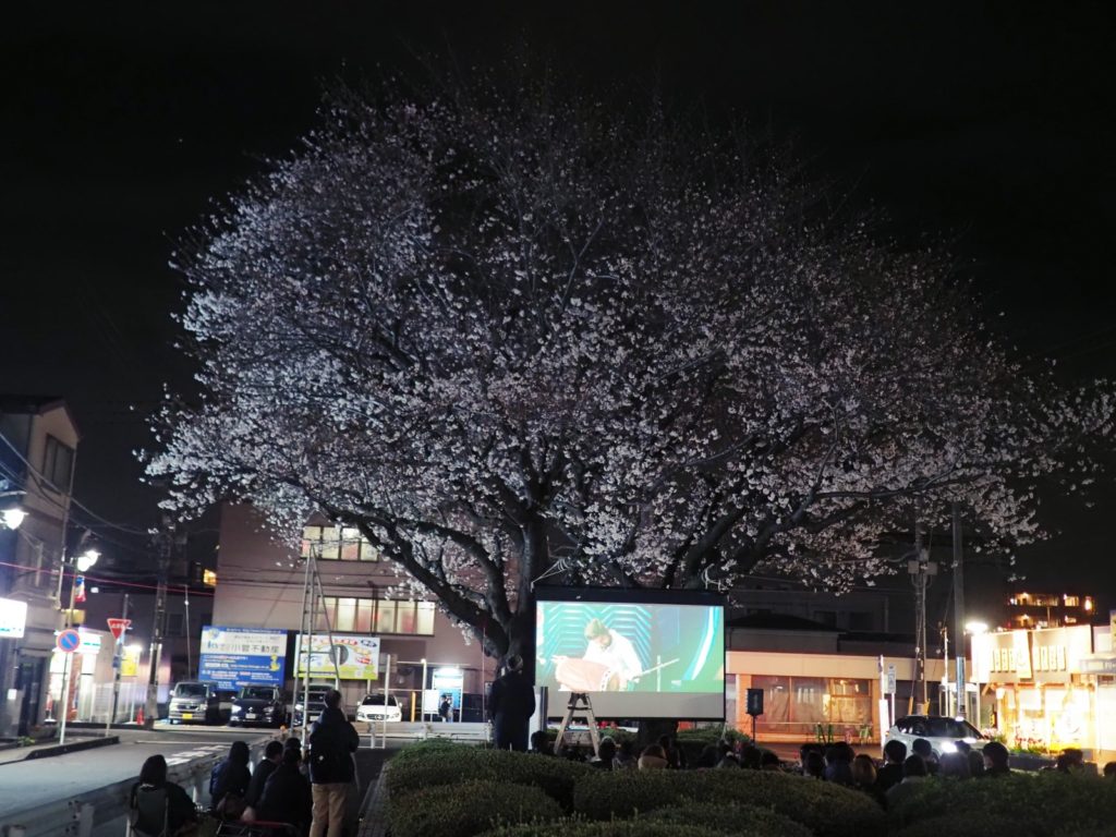 夜桜の下でムリダンガム屋外上映(自主上映会レポート) 2024.4.4